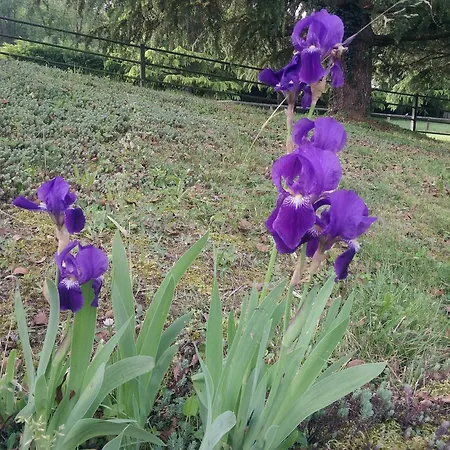 Paradiso Διαμέρισμα